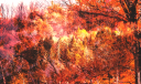 CovettextureAHE22fallcolors.png