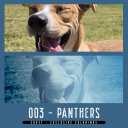 CovetColoringEX03Panthers.png