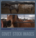 COVETstock13azranch.png