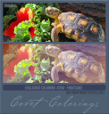 Covetexcoloring264CDTS21fruitcake.png