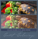 Covetexcoloring276CDTS21digtort.png