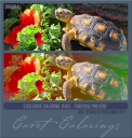 Covetexcoloring302day2tortpresent.png